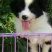 边牧放牧羊犬公母都有任意挑选一只也发货