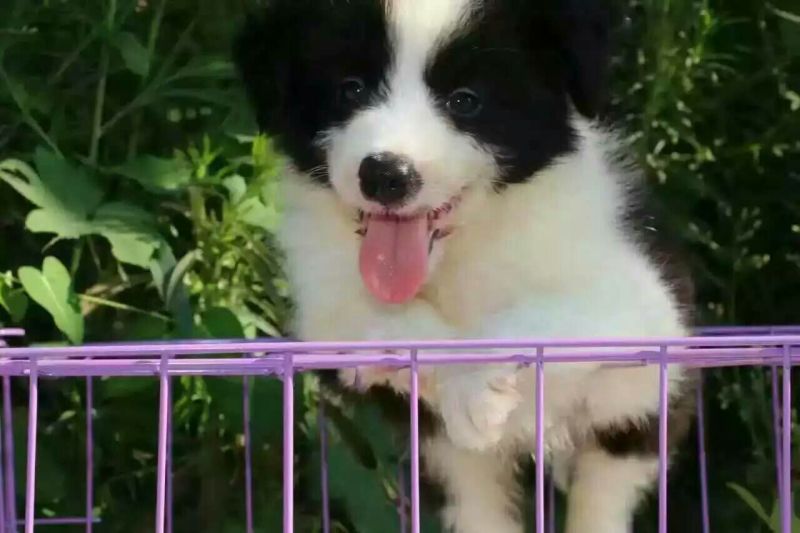 边牧放牧羊犬公母都有任意挑选一只也发货