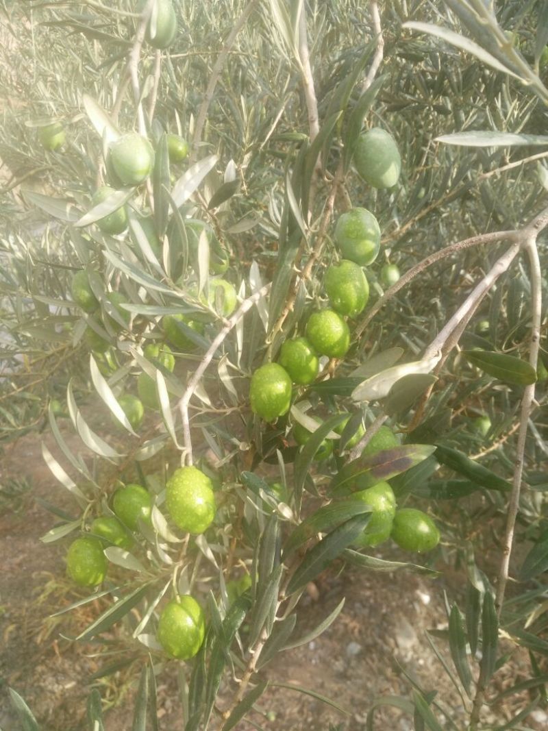 油橄榄