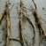 油牡丹苗20~30cm