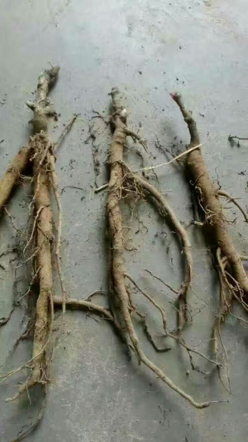 油牡丹苗20~30cm