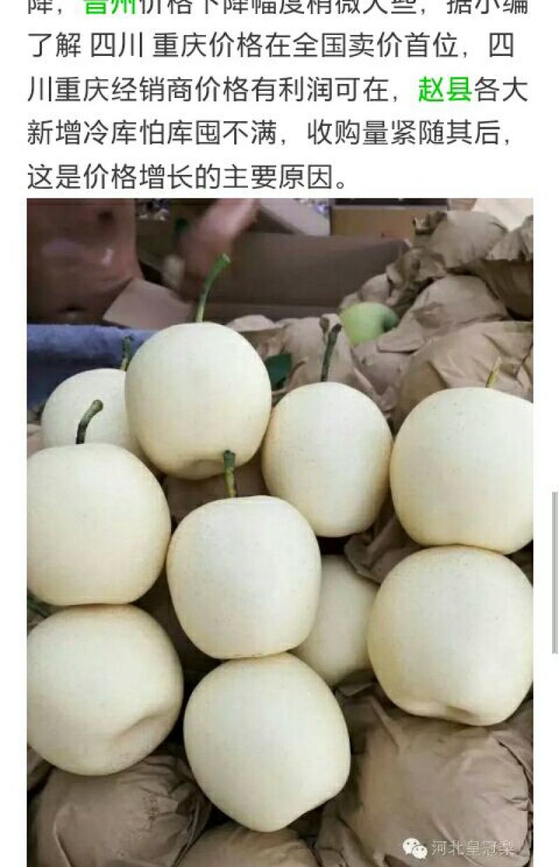 雪花梨600g以上纸箱