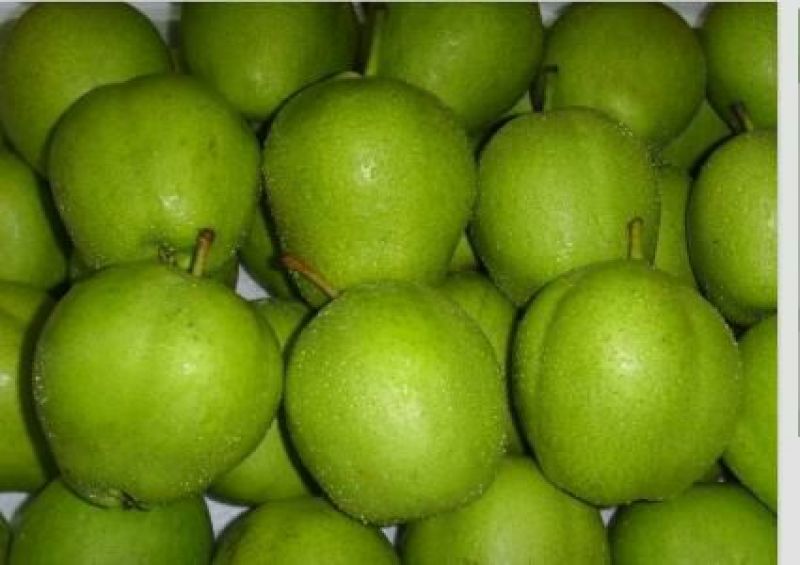 早酥梨光果60~100g