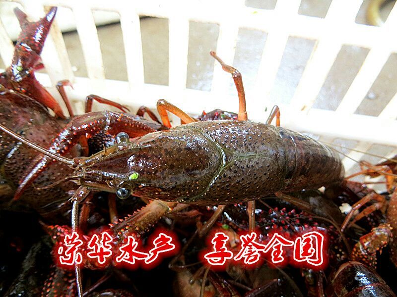 湖南益阳小龙虾食用4~6钱活虾