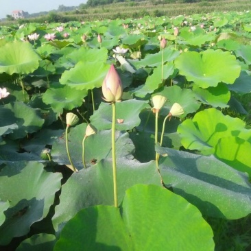 莲子二级干莲子太空莲