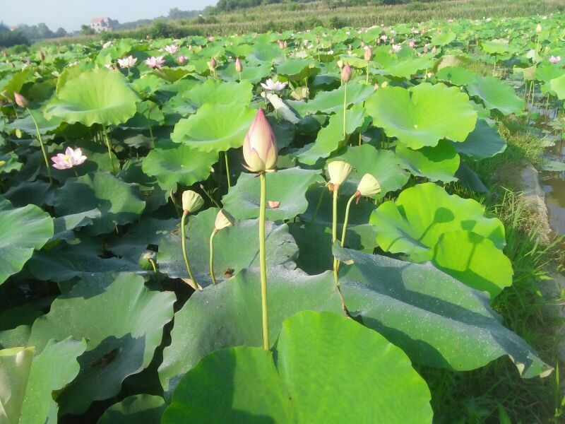 莲子二级干莲子太空莲