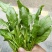 菠菜15~20厘米
