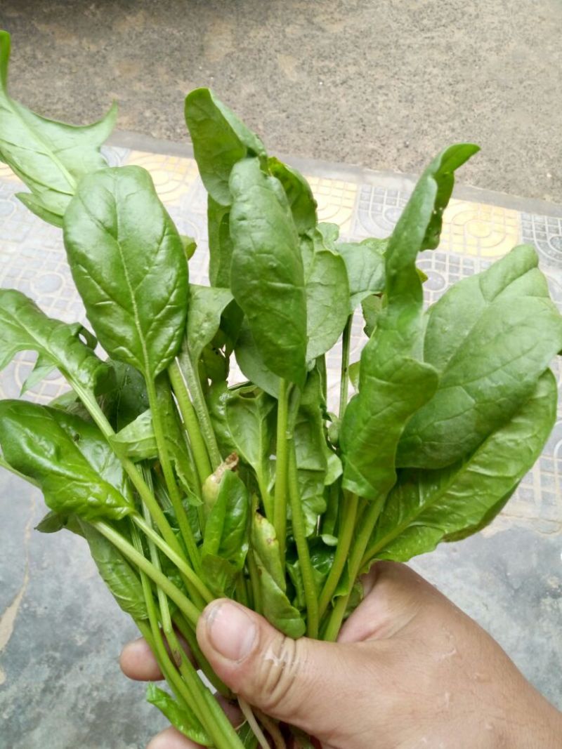 菠菜15~20厘米