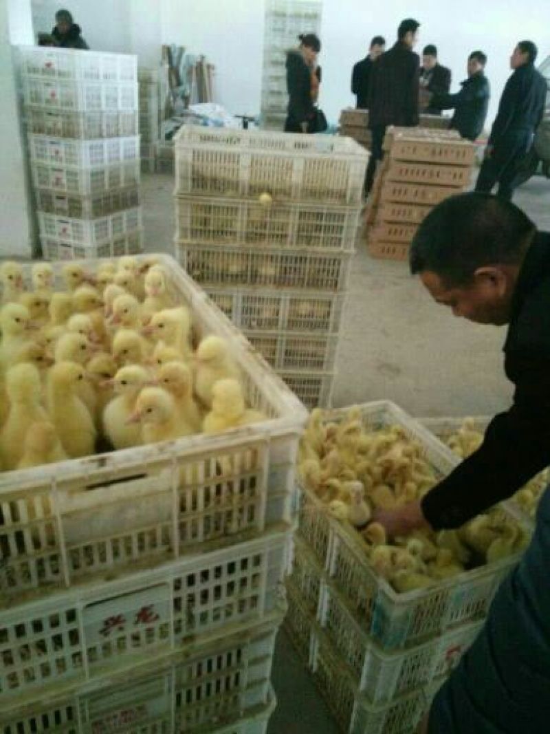三花鹅苗250g以下