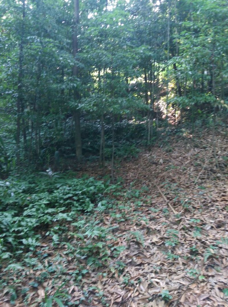 小叶桢楠1~1.5m