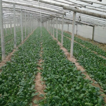 菠菜20~25厘米