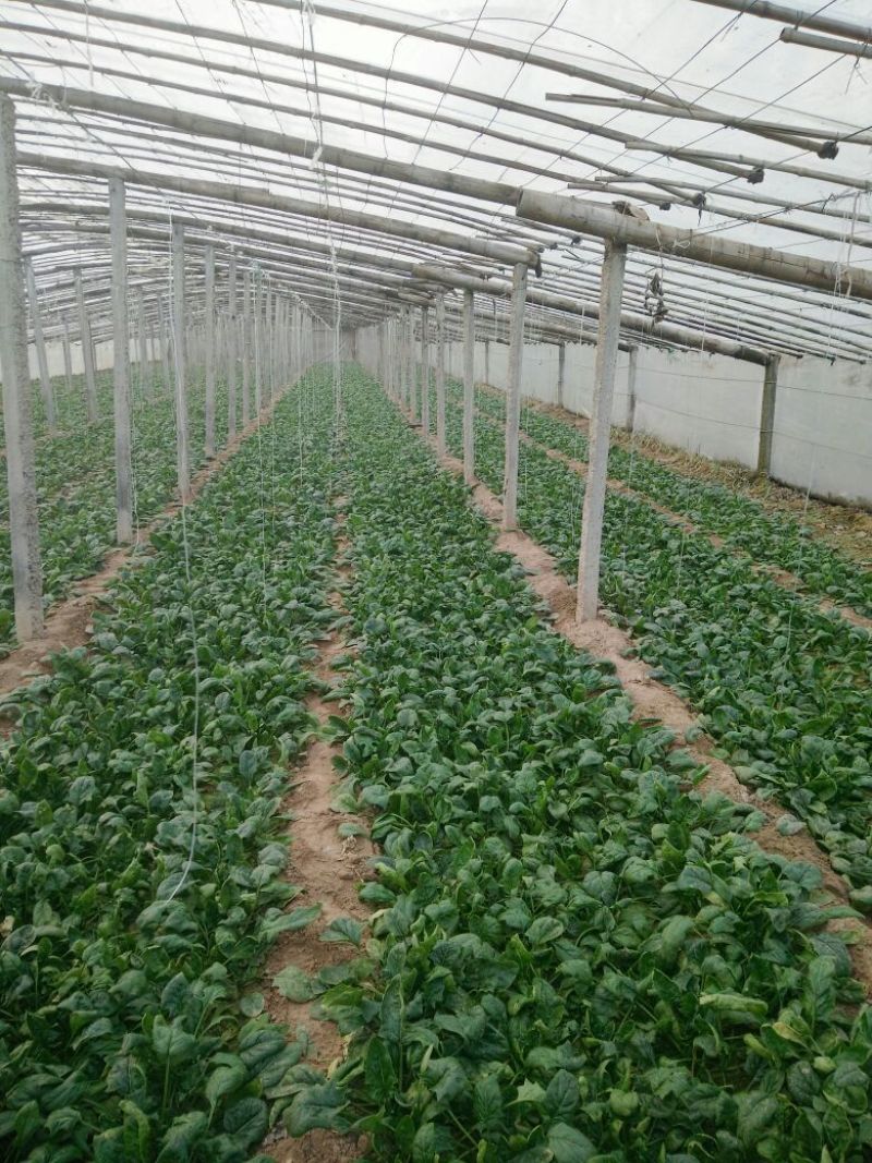 菠菜20~25厘米