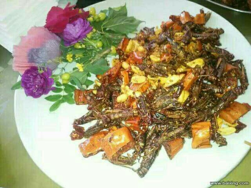 东亚飞蝗食用