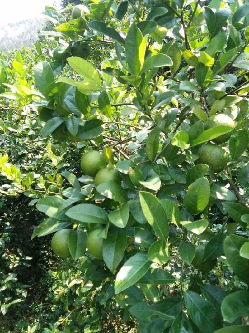 青柠檬1.6~2两