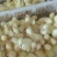 三花鹅苗250g以上