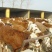 肉牛200~300斤