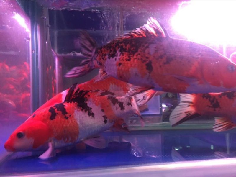 锦鲤