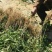泰山大红袍花椒苗，1年苗，成活率高，规格齐全，价格优惠