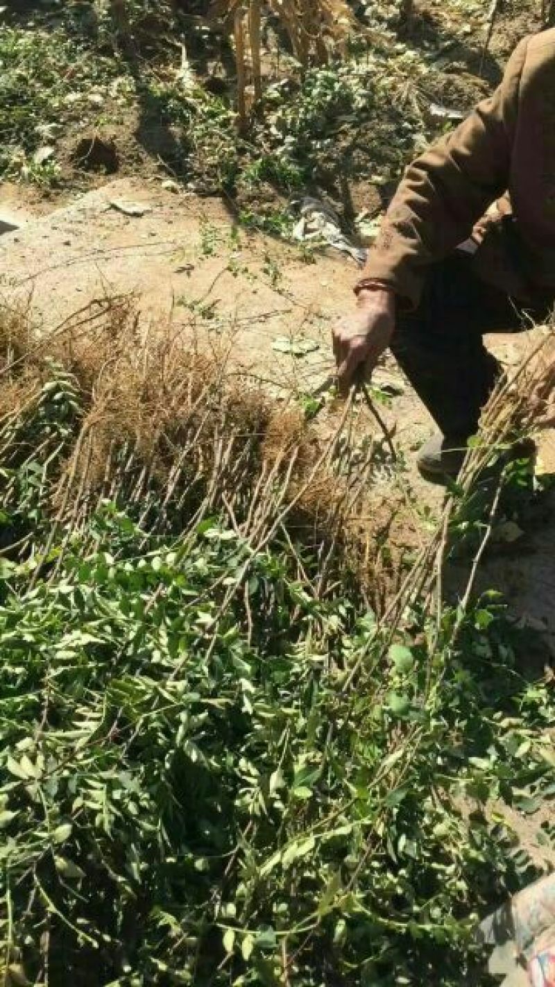 泰山大红袍花椒苗，1年苗，成活率高，规格齐全，价格优惠