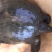 生态甲鱼