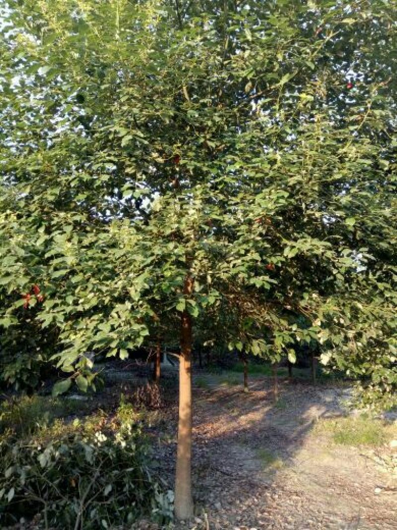 香樟12~14cm10~12cm4米以上