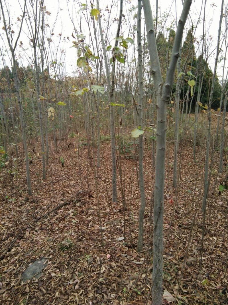 栾树8~10cm6~8cm3.5~4米