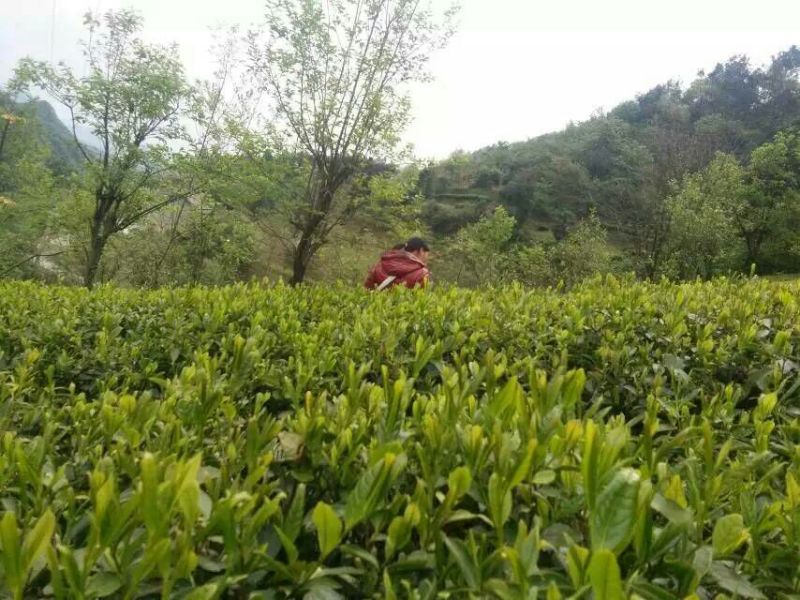 本山茶特级