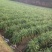 韭黄