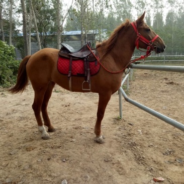 伊犁马300~400kg