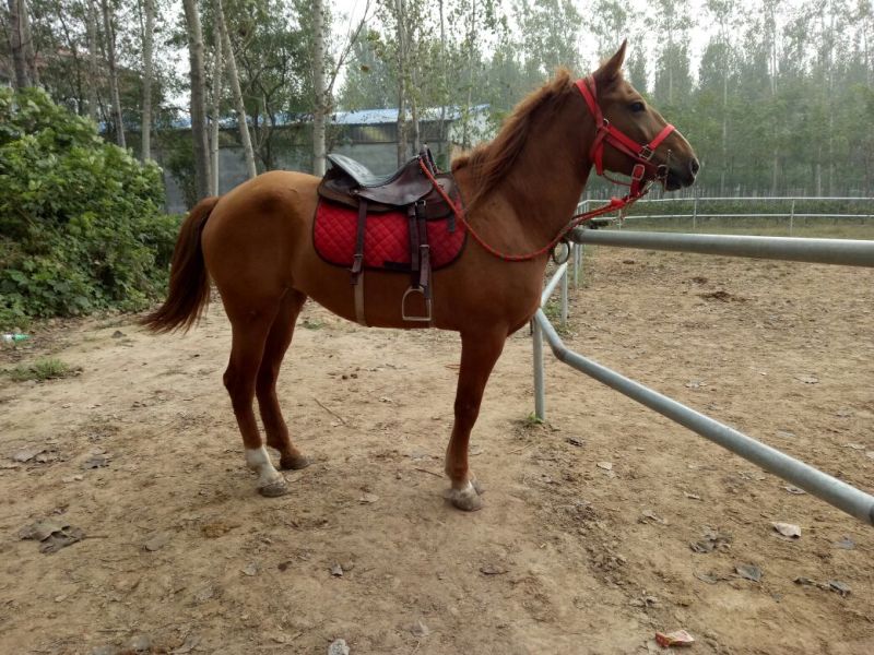 伊犁马300~400kg