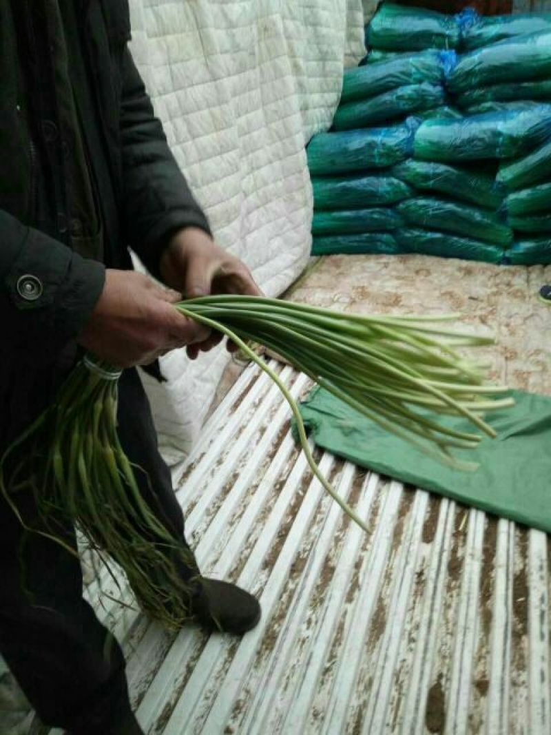 金乡红毛蒜薹50~60厘米冷库蒜薹货源充足