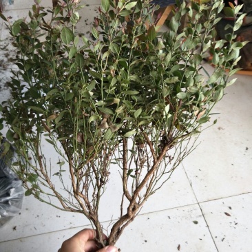 蓝莓苗0.5~1年10~20cm