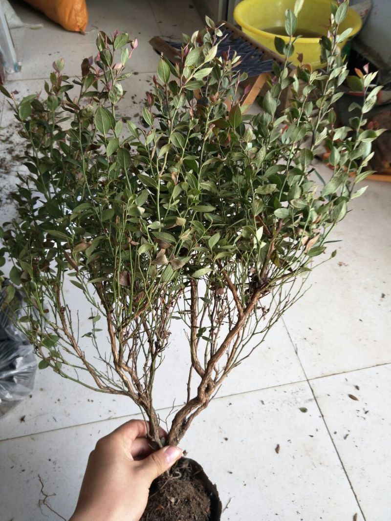 蓝莓苗0.5~1年10~20cm