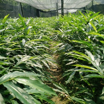 正宗阳春砂仁苗种下去两年开花试果，三年后丰产。