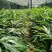 正宗阳春砂仁苗种下去两年开花试果，三年后丰产。