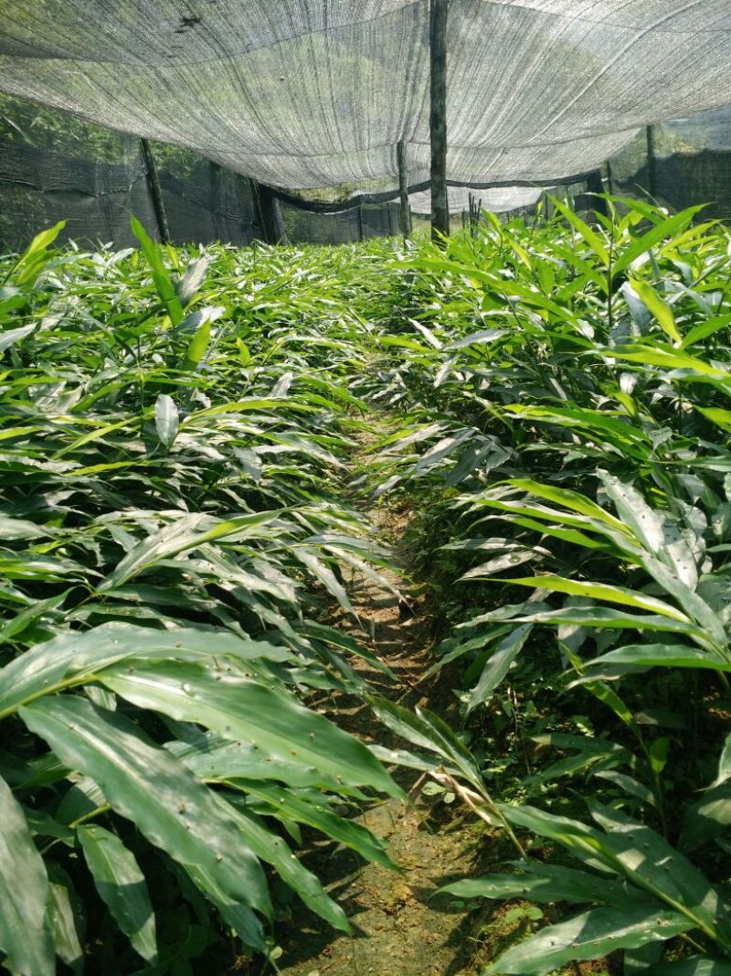 正宗阳春砂仁苗种下去两年开花试果，三年后丰产。
