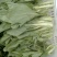 白菜苔15~20厘米