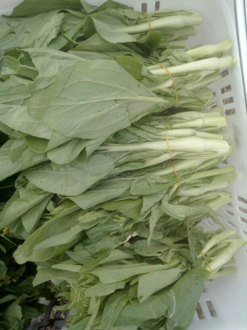 白菜苔15~20厘米