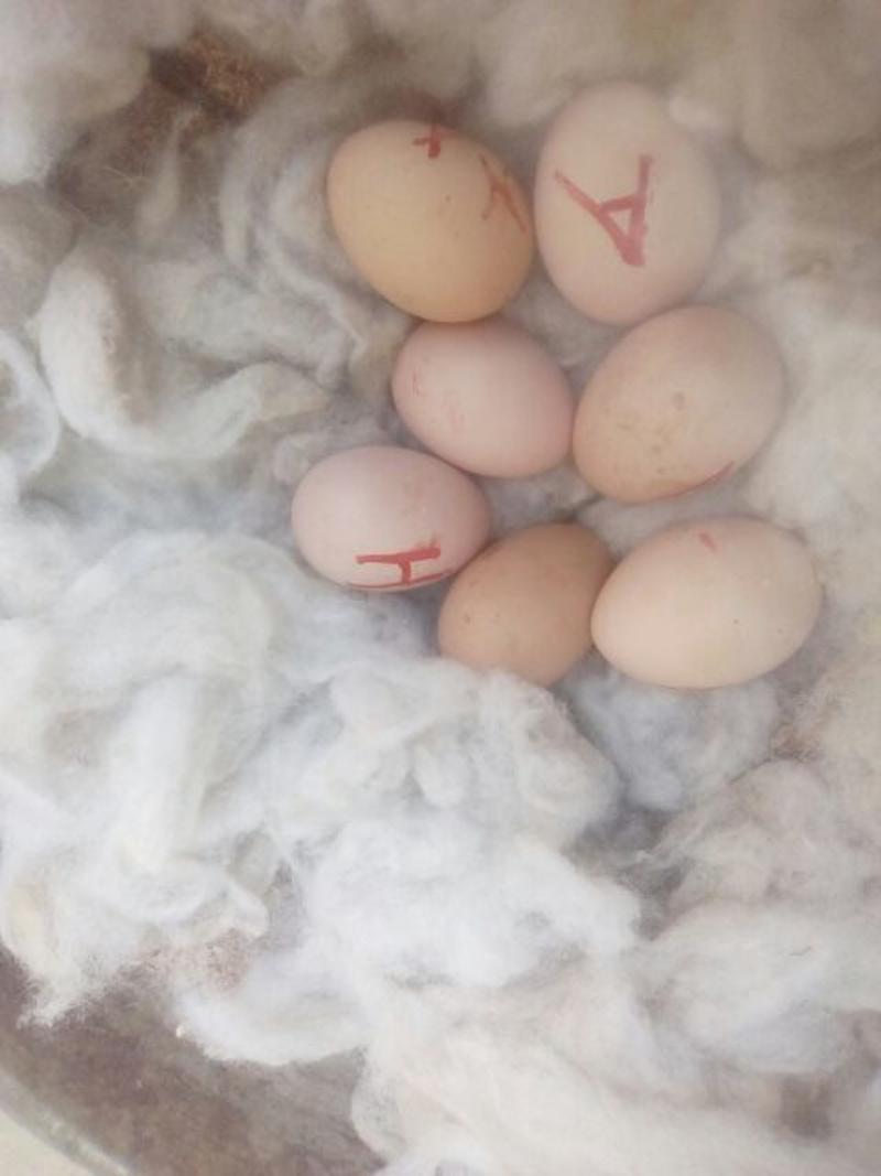 斗鸡蛋孵化50~60g