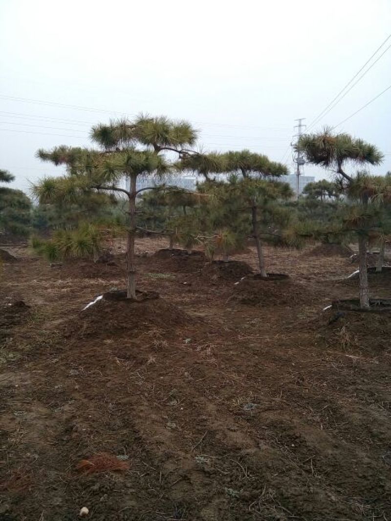 造型松10公分