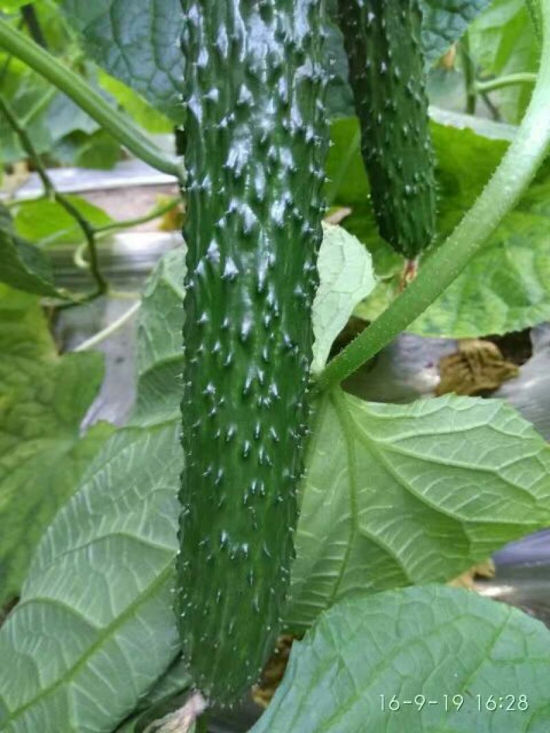 黄瓜苗
