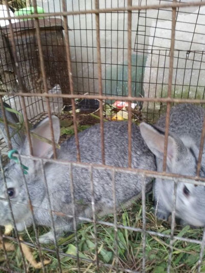 青紫蓝兔5以上