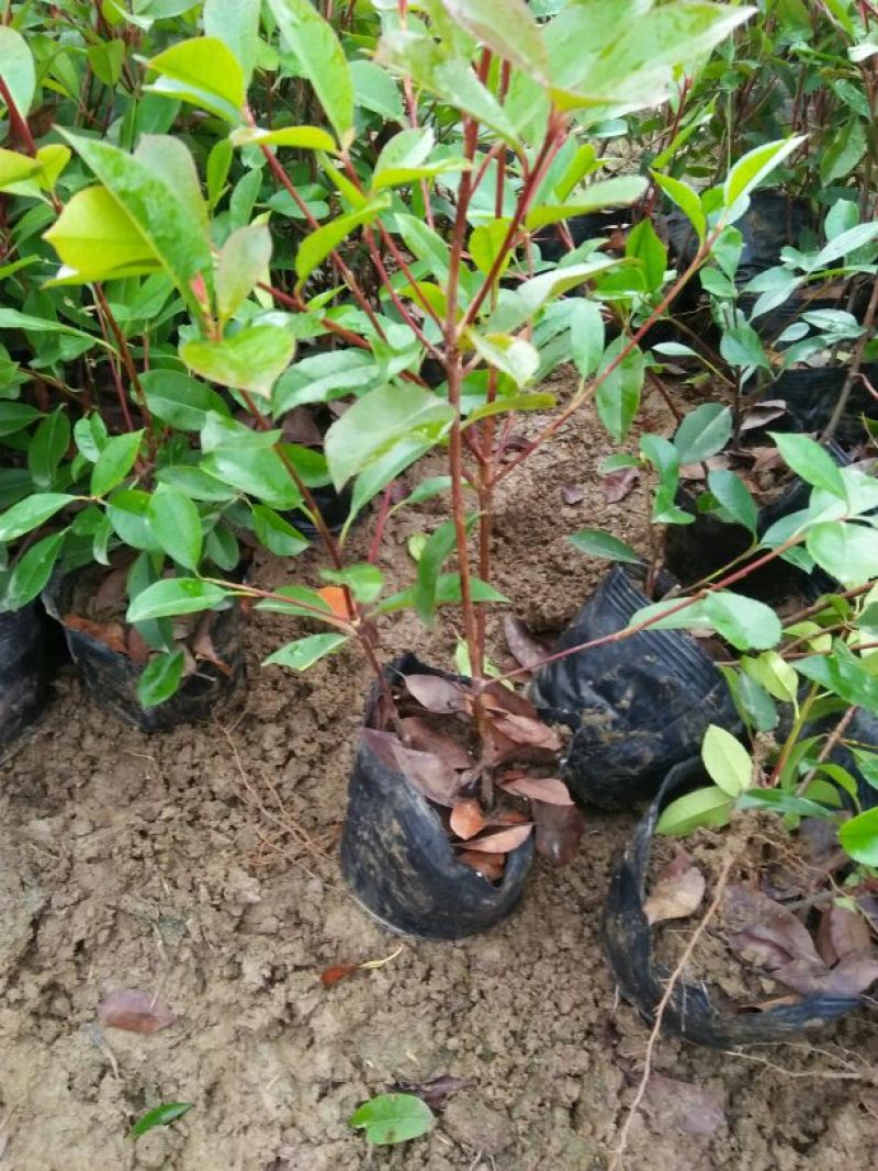 大叶女贞4cm以下