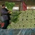 芹菜45cm以上