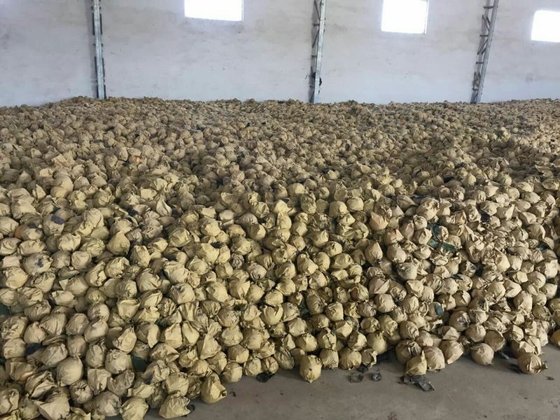 黄金梨600g以上纸袋