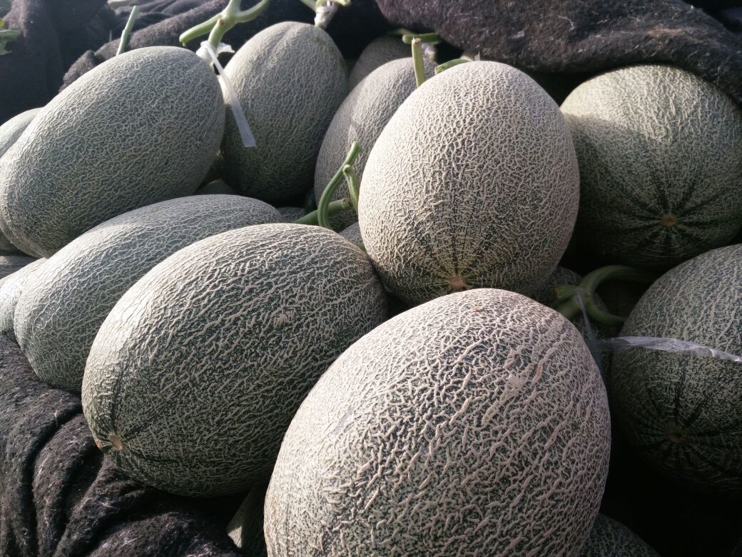 西州蜜哈密瓜山东聊城莘县_批发_供应-一亩田