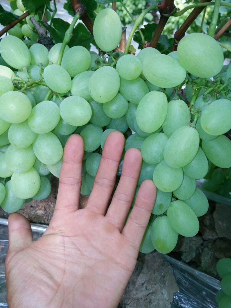维多利亚葡萄5%以下1~2斤