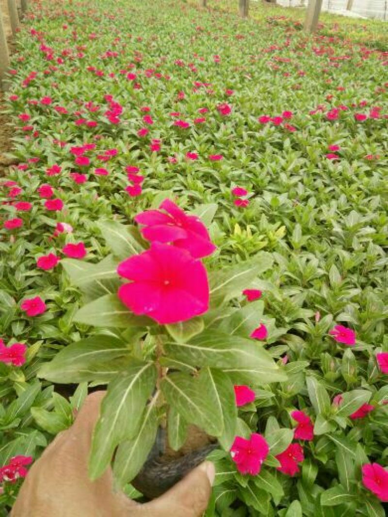 荷兰菊