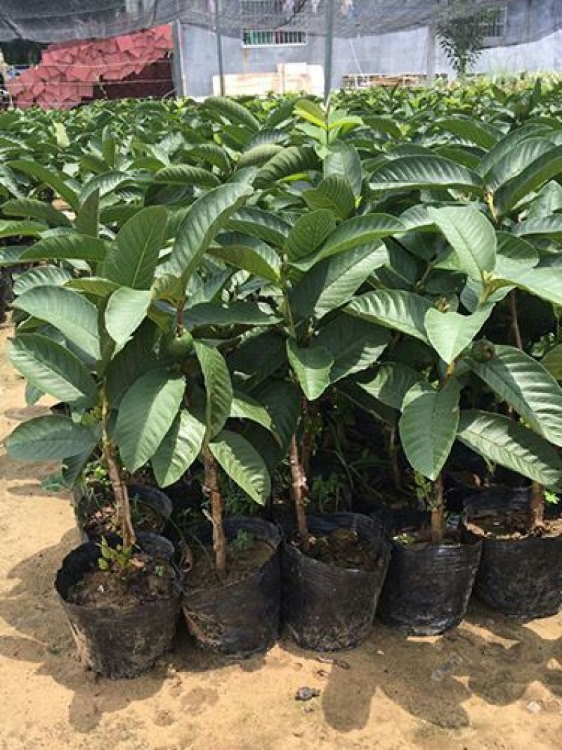 番石榴苗30cm以下