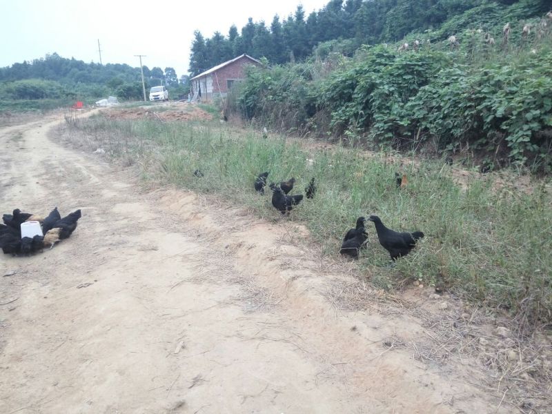 脱温鸡500克以下